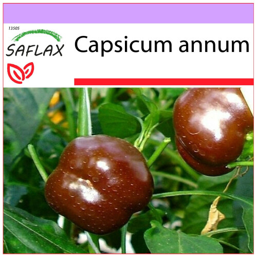 SAFLAX  - Paprika – Chocolate - Capsicum - 10 Samen