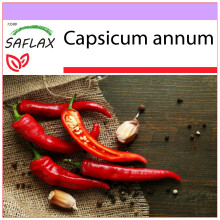 SAFLAX - Piment de Cayenne - 20 graines - Capsicum annum