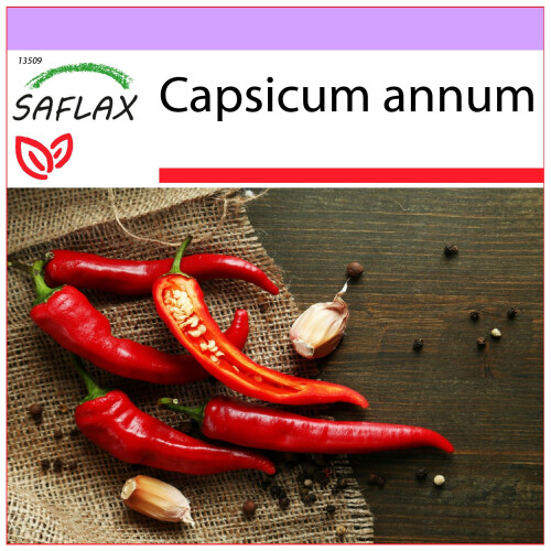 SAFLAX  - Chili – Cayenne - Capsicum - 20 Samen