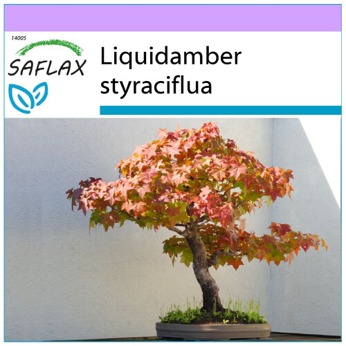 SAFLAX - Copalme d'Amérique - 100 graines - Liquidamber styraciflua
