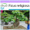 SAFLAX  - Buddha-Feige - Ficus - 100 Samen 1