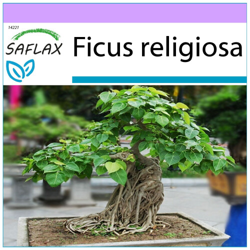 SAFLAX  - Buddha-Feige - Ficus - 100 Samen