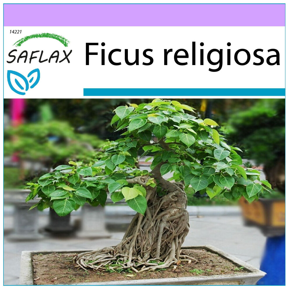 SAFLAX Bonsai: Sacred Fig (Ficus religiosa) Seed Pack - 100 Premium Seeds for Indoor Bonsai