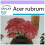 SAFLAX - Erable rouge - 20 graines - Acer rubrum 1