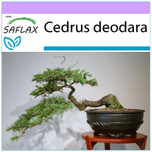 SAFLAX - Bonsai - Indian Cedar - 35 seeds  - Cedrus deodara