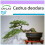 SAFLAX  - Himalaya Zeder - Cedrus - 35 Samen 1