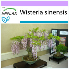 SAFLAX - Bonsai - Blue Chinese Wisteria - 4 seeds  - Wisteria sinensis