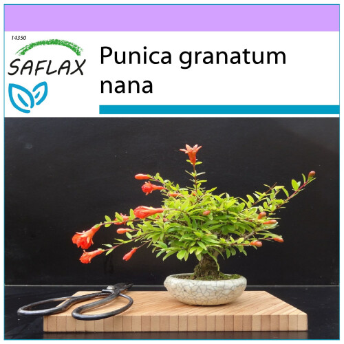 SAFLAX  - Zwerg-Granatapfel - Punica - 50 Samen