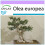 SAFLAX - Olivier - 20 graines - Olea europea 1