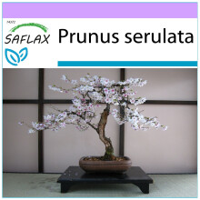 SAFLAX - Bonsai - Wild Black Cherry - 30 seeds  - Prunus serulata