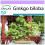 SAFLAX  - Ginkgo - Ginkgo - 4 Samen 1