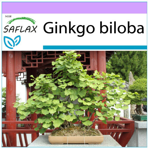 SAFLAX  - Ginkgo - Ginkgo - 4 Samen