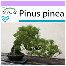 SAFLAX - Bonsai - Stone Pine - 6 seeds  - Pinus pinea