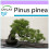 SAFLAX - Pin parasol - 6 graines - Pinus pinea 1