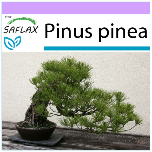 SAFLAX - Pin parasol - 6 graines - Pinus pinea