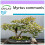 SAFLAX  - Mirto - 30 semillas - Myrtus 1