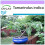 SAFLAX - Dattier d'Inde - 4 graines - Tamarindus indica 1