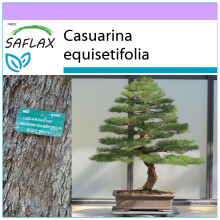 SAFLAX - Bonsai - Sea Ironwood - 200 seeds  - Casuarina equisetifolia