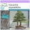SAFLAX  - Strandkiefer - Casuarina - 200 Samen 1