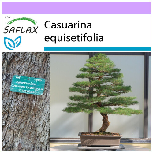 SAFLAX  - Strandkiefer - Casuarina - 200 Samen