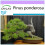 SAFLAX  - Goldkiefer - Pinus - 20 Samen 1