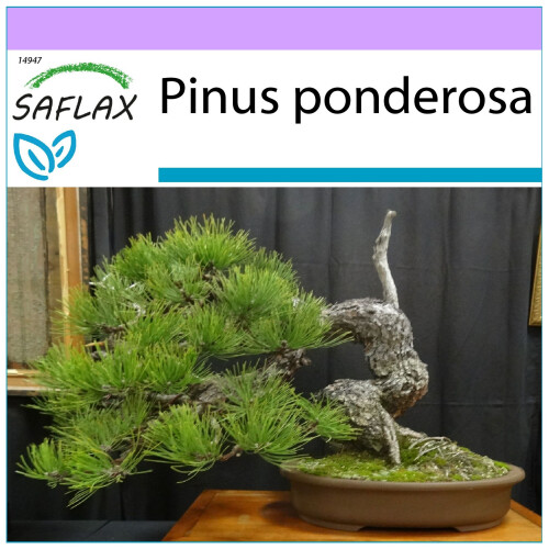 SAFLAX  - Goldkiefer - Pinus - 20 Samen