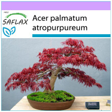 SAFLAX - Bonsai - Red Japanese Maple - 20 seeds  - Acer palmatum atropurpureum