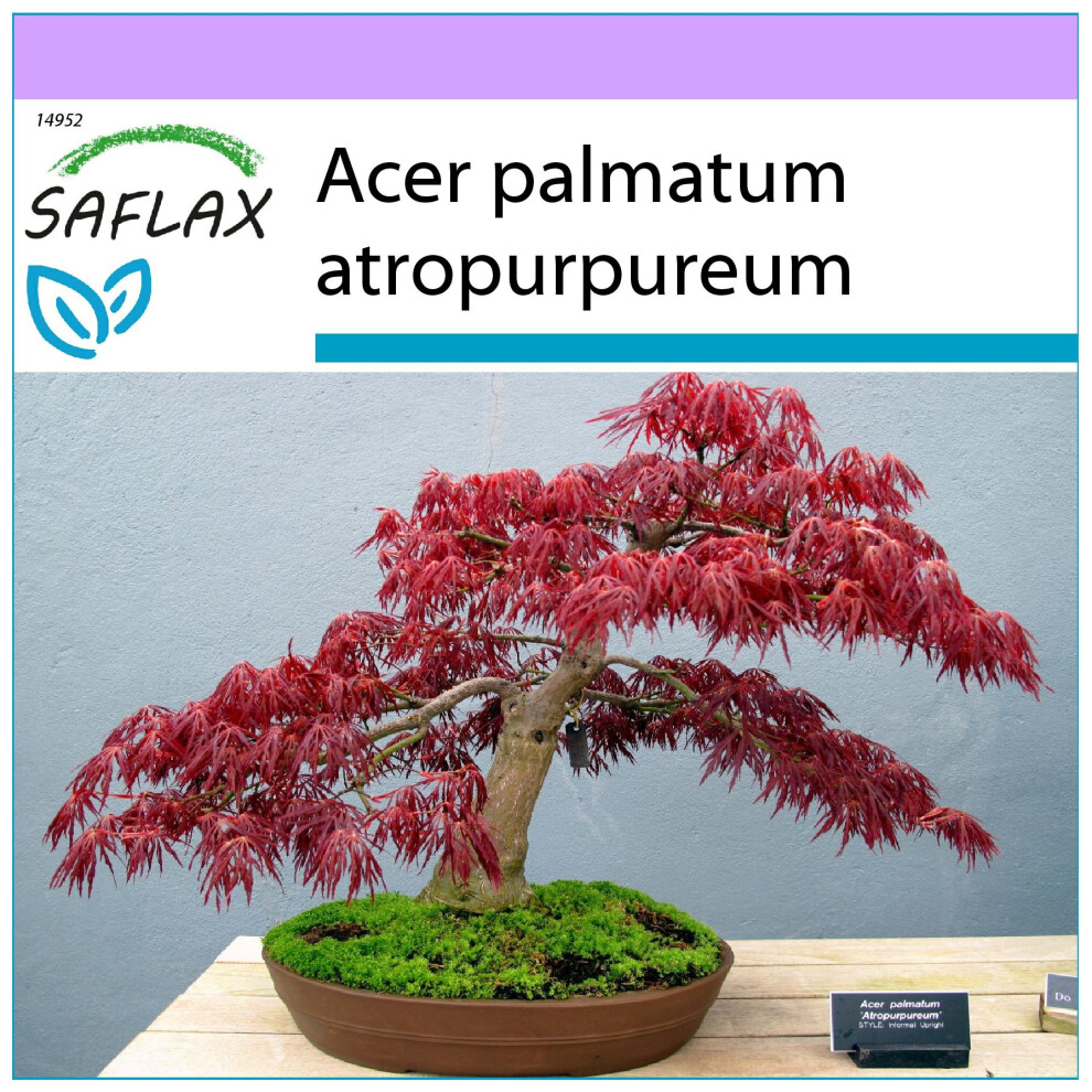 SAFLAX - Bonsai - Red Japanese Maple - 20 seeds  - Acer palmatum atropurpureum