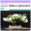 SAFLAX  - Wildapfel - Malus - 30 Samen 1