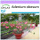 SAFLAX  - Wüstenrose - Adenium - 8 Samen 1