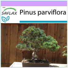 SAFLAX - Mädchenkiefer - Pinus - 12 Samen