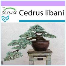 SAFLAX Bonsai Lebanon Cedar Cedrus libani - 20 Seeds, Frost-Hardy Conifer with Cultivation Guide