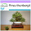 SAFLAX  - Schwarzkiefer - Pinus - 30 Samen 1