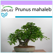 SAFLAX - Bonsai - Mahaleb Cherry - 30 seeds  - Prunus mahaleb