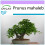 SAFLAX  - Felsenkirsche - Prunus - 30 Samen 1