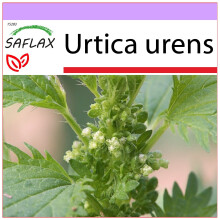 SAFLAX  - Brennnessel - Urtica - 150 Samen
