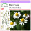 SAFLAX  - Kamille - Matricaria - 300 Samen 1