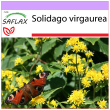 SAFLAX  - Goldrute - Solidago - 100 Samen
