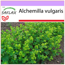 SAFLAX  - Frauenmantel - Alchemilla - 100 Samen