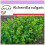 SAFLAX - Erba stella - 100 semi - Alchemilla 1