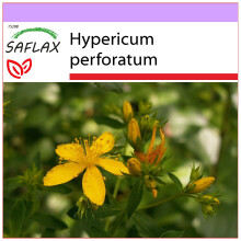 SAFLAX  - Johanniskraut - Hypericum - 300 Samen