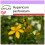 SAFLAX  - Johanniskraut - Hypericum - 300 Samen 1