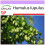 SAFLAX - Houblon - 50 graines - Humulus lupulus 1