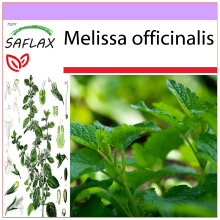 SAFLAX  - Zitronenmelisse - Melissa - 150 Samen