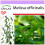 SAFLAX  - Zitronenmelisse - Melissa - 150 Samen 1