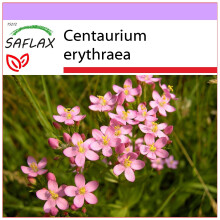 SAFLAX - Tausendgüldenkraut - Centaurium - 250 Samen