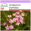 SAFLAX - Tausendgüldenkraut - Centaurium - 250 Samen 1
