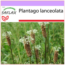 SAFLAX  - Spitzwegerich - Plantago - 100 Samen