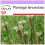 SAFLAX  - Spitzwegerich - Plantago - 100 Samen 1