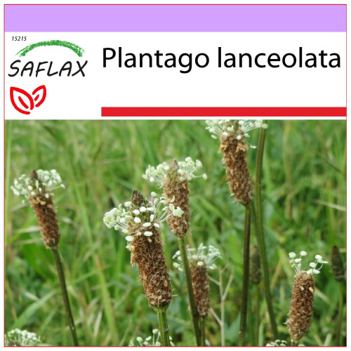 SAFLAX  - Spitzwegerich - Plantago - 100 Samen